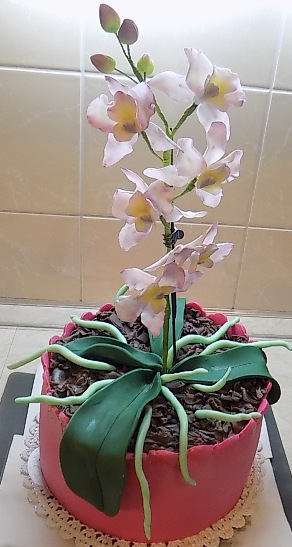 Orchidea